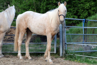 Vente de cheval : Orcival