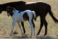 Vente de cheval : Quiara