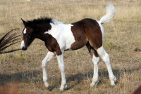 Vente de cheval : Qualipsa