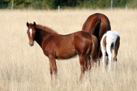 Vente de cheval : Quetsche