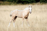 Vente de cheval : Qooper
