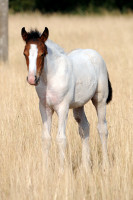 Vente de cheval : Quena