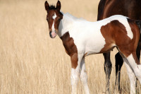 Vente de cheval : Ql�o