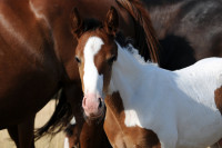 Vente de cheval : Qosmo