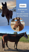 Vente de cheval : DARWIN DE LA JOUX