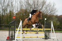 Vente de cheval : Vertige au heup