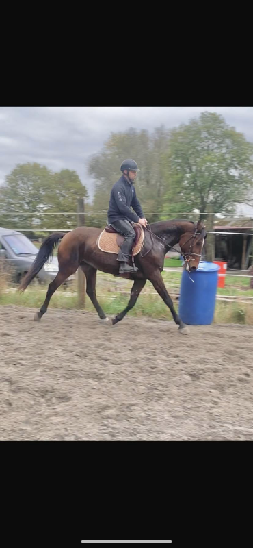 Vente de cheval : Joconde Darling