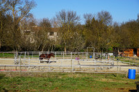 Dbourrages et ducation de chevaux