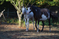 Vente de cheval : Eden Travel Dream