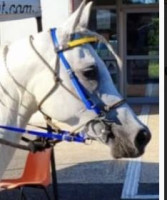 Vente de cheval : LOUSKY DES JARDINS