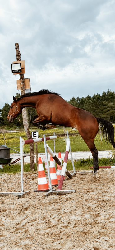 Vente de cheval : Restivinen