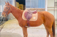 Vente de cheval : Jumper Jack