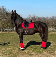 Vente de cheval : ESPERIO COSTIERO