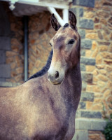 Vente de cheval : Tejo 