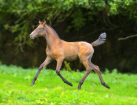 Vente de cheval : Viana