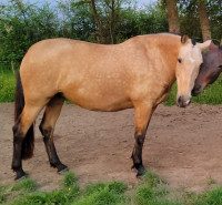 Vente de cheval : FURIA VP