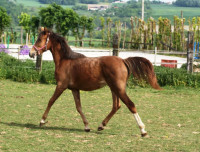 Vente de poney