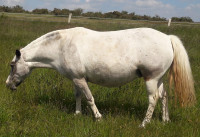 Vente de poney