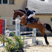 Vente de cheval : Uayllas des andes
