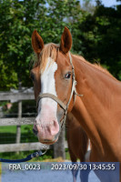 Vente de cheval : SITSKE VAN TERVLIERE