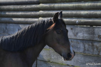 Vente de poney