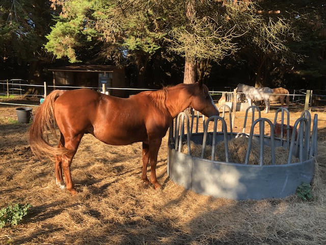 Vente de cheval : FIDJI DE BEAUSEJOUR