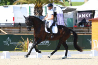 Vente de cheval : FOCUS