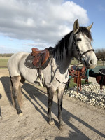 Vente de cheval : Segadora 