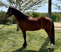 Vente de poney