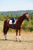 Vente de cheval : F�RST KUPFERHAMMER