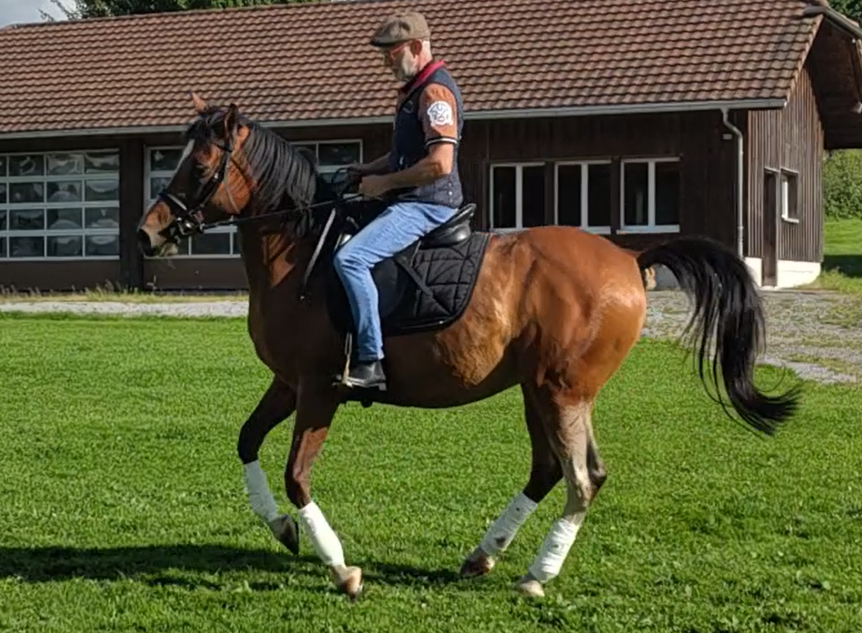 Vente de cheval : Doma vaquera