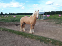 Vente de cheval : Gandalf