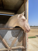 Vente de cheval : Grafite