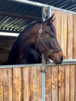 Vente de cheval : Houra