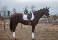 Vente de cheval : marvin