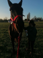 Vente de cheval : nathalie larpent