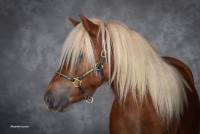 Vente de poney