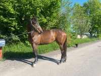 Vente de cheval : Kamarina