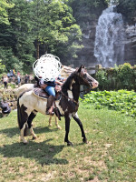 Vente de cheval : Hermes 