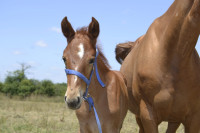 Vente de cheval : Pryska KSFOREVER 