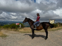 Vente de cheval : Icons Lady 