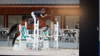 Vente de cheval : Landeck d'Elp�g�re