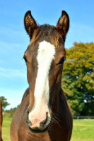 Vente de cheval : Prince de guesneliere 