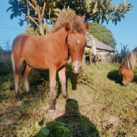 Vente de poney