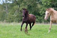 Vente de cheval : Oreo du baki
