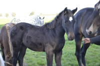 Vente de cheval : Phnix KSFOREVER 