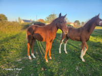 Vente de cheval : Pryska KSFOREVER 