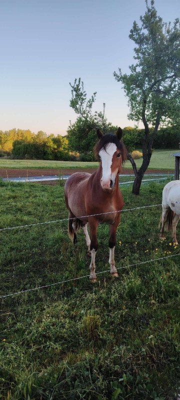 Vente de poney