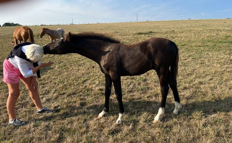 Vente de poney