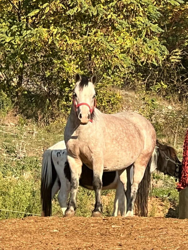Vente de poney